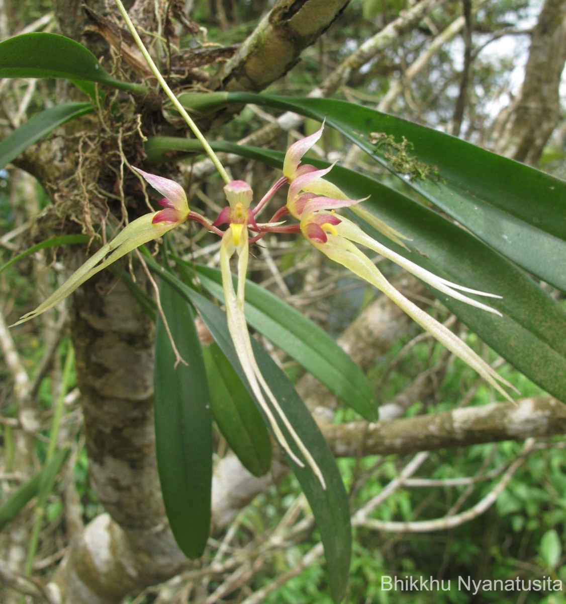 Bulbophyllum macraei (Lindl.) Rchb.f.